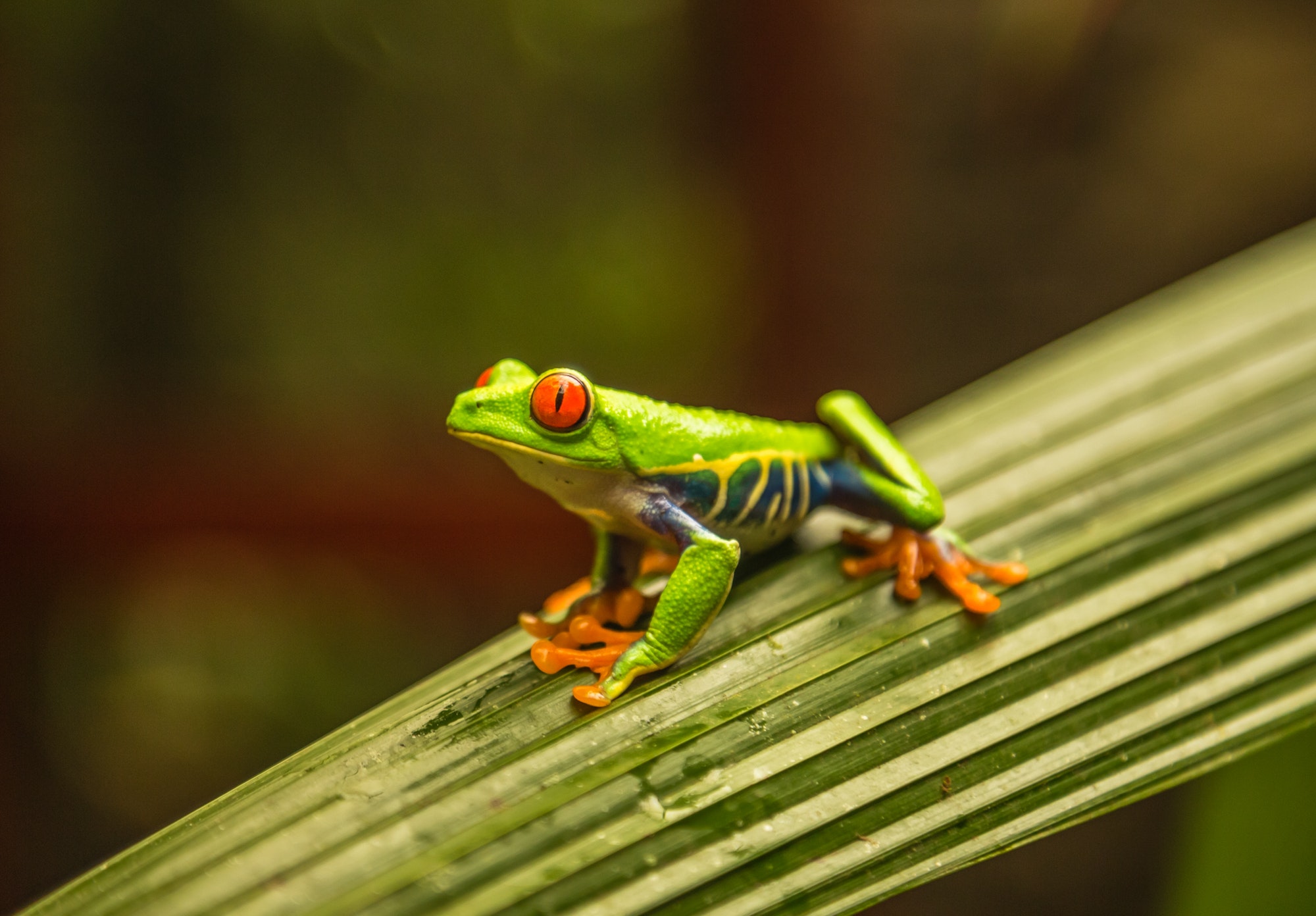 Colorful red eyed tree frog in Costa Rica