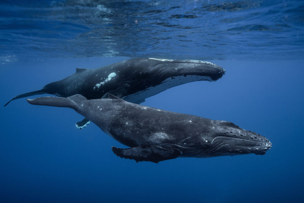 Costa Rica's Wildlife | Humpback Whale