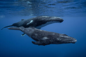 Costa Rica's Wildlife | Humpback Whale