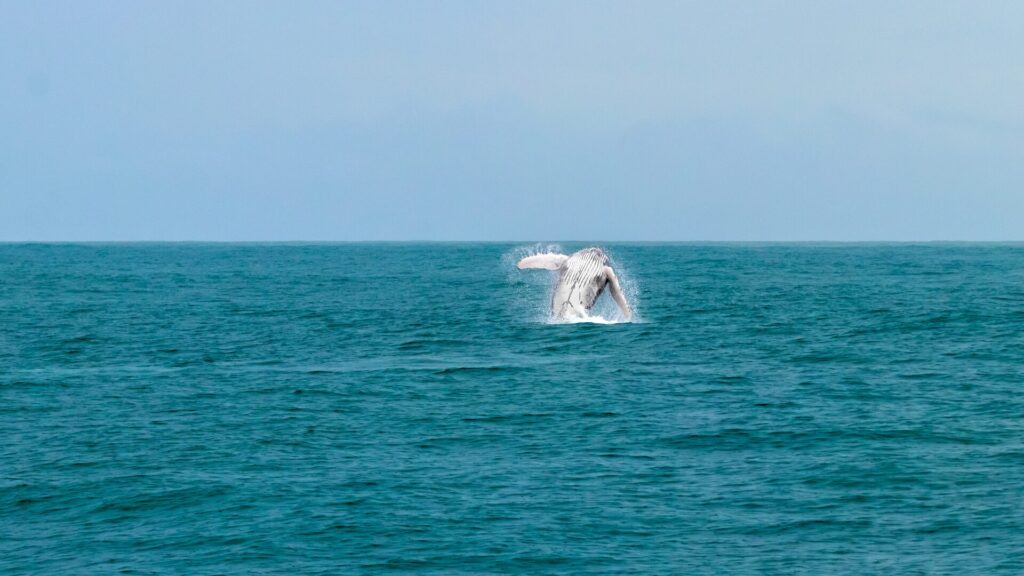 Whale Season | Uvita