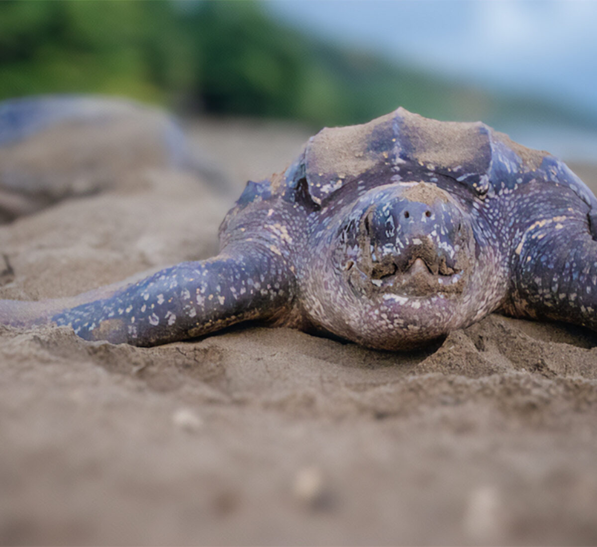 Leatherback_turtle_nesting_on_a_beach