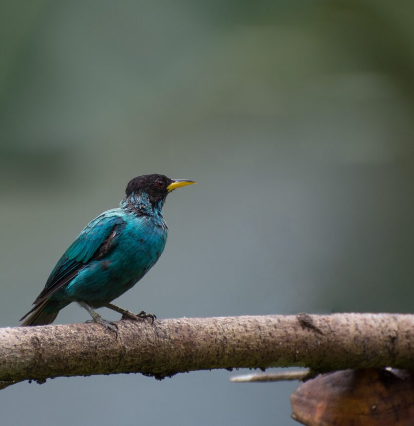 Blue tanager seen in Costa Rica