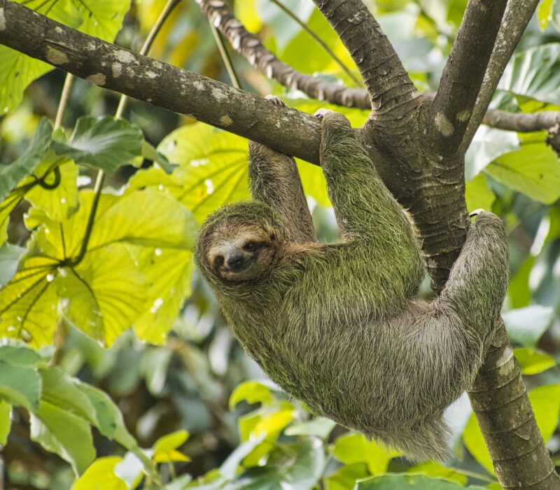 Pale-throated Sloth, Three-toed Sloth, Marino Ballena National Park, Costa Rica